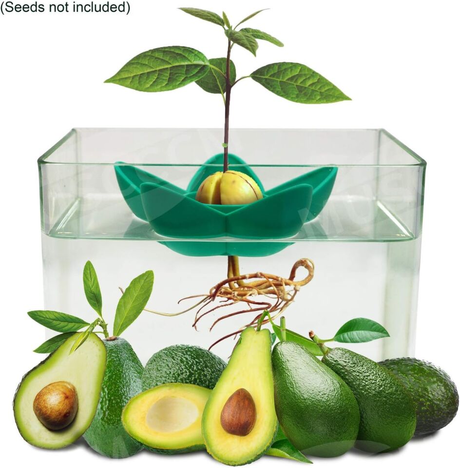 Avokado Ağacı Yetiştirme Kiti (Avocado Tree Growing Kit)