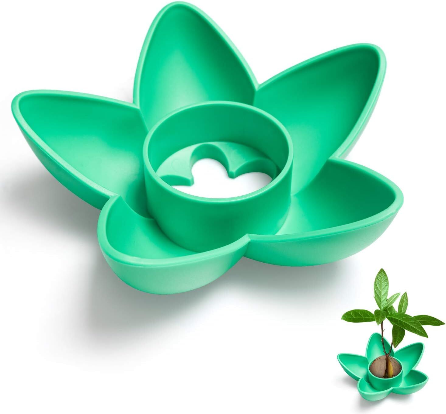 Avokado Ağacı Yetiştirme Kiti (Avocado Tree Growing Kit)